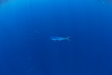 Dorado fish swimming in the Indian ocean. Mahi tuna searching for food. Marine life near the Africa coast. 