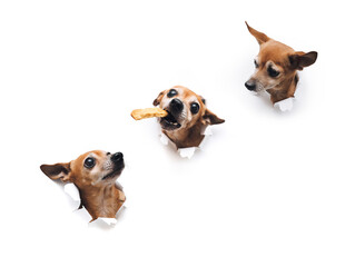 Three funny Russian toy terriers with big eyes. One brown dog reaches for a cookie-shaped meal...