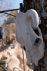Cow skull hanging on the wall as decor