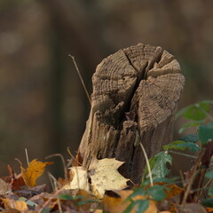 Ein Baumstamm, schon lange abgesägt, vom Wind und Wetter noch geformt, an bunte Blätter auf unscharfen Hintergrund, in Quadrat Form.