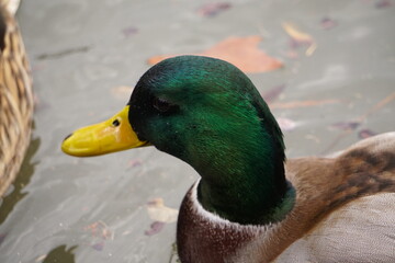 Duck head