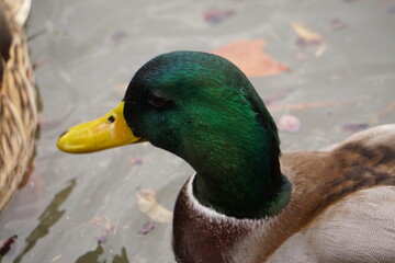 Green headed duck on lake water