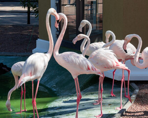 A shot of flamingos walking in the water with green water in the background