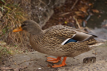 Duck with blue feather