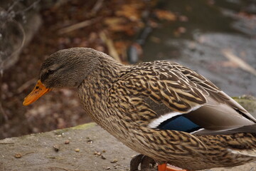 Duck with blue feather