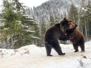 Two bears in the snow in the forest. Brown bears play together. Rehabilitation center for brown bears. Park "Synevyr".