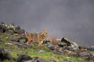 Golden jackal searching for food. Jackal on the rocky meadow. Bulgaria wildlife. 
