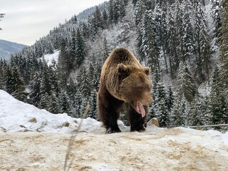 An adult bear in a snowy forest. Brown bear on the background of the winter forest. Rehabilitation center for brown bears. Park "Synevyr".