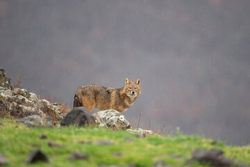 Golden jackal searching for food. Jackal on the rocky meadow. Bulgaria wildlife. 