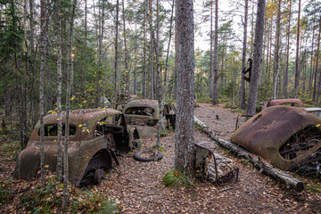 Fototapeta na wymiar Old cars in wild nature on the car cemetery of Kyrkö Mosse in Sweden