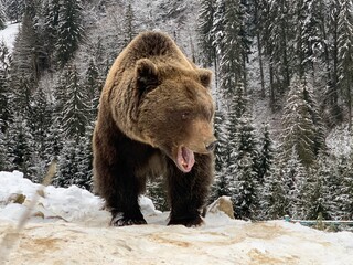 An adult bear in a snowy forest. Brown bear on the background of the winter forest. Rehabilitation...