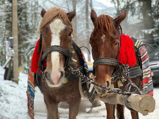 Thoroughbred horses in one harness. Harnessed horses on the background of the winter forest. The sleigh is pulled by a pair of horses. Stallion close-up.