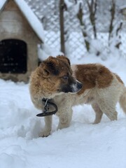 A dog on a chain in the snow near the booth. In the yard there is a mongrel on a leash. Pet on the background of the booth.