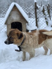A dog on a chain in the snow near the booth. In the yard there is a mongrel on a leash. Pet on the background of the booth.
