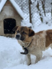 A dog on a chain in the snow near the booth. In the yard there is a mongrel on a leash. Pet on the background of the booth.