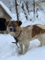 A dog on a chain in the snow near the booth. In the yard there is a mongrel on a leash. Pet on the background of the booth.