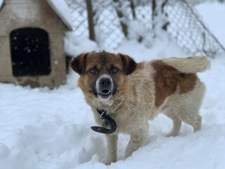 A dog on a chain in the snow near the booth. In the yard there is a mongrel on a leash. Pet on the background of the booth.