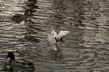 White duck flapping its wings on water
