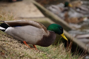 Green headed duck