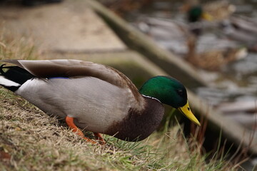 Green headed duck