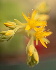 Suculenta flower