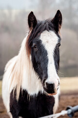 Close-up portrait of an irish cob, gypsy horse.