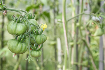 Unripe green vegetables. Tomatoes on branch ripen in greenhouse. Close-up, selective focus. Growing organic vegetables in kitchen garden