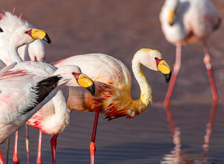 James Flamingoes eat and rest in the color water of Laguna Colorada. Altiplano. Bolivia. South America