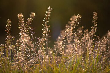Obraz premium White flowers shepherd's bag in the rays of the setting sun
