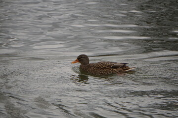 Brown duck on a river