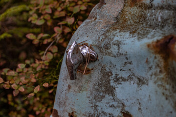Old cars in wild nature on the car cemetery of Kyrkö Mossei in Sweden