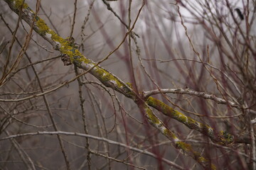 The red branches