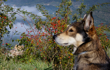 Portrait of the Dog in profile against the background of the landscape