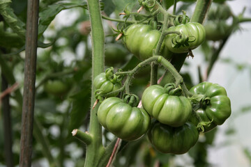 Unripe vegetables. Green tomatoes on branch in greenhouse, close-up, selective focus. Growing organic vegetables