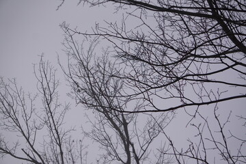 Branches
