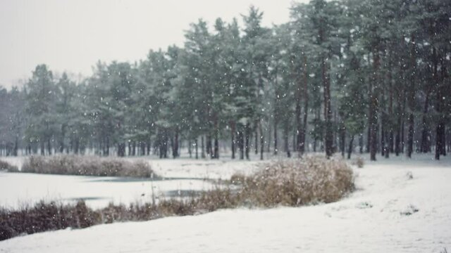 Winter nature. Slow motion of snow falling in landscape of pond and pine-tree forest, nature background