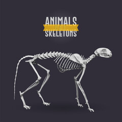 Cat Animals Skeletons dark