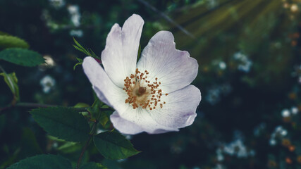 Beautiful flower closeup shot