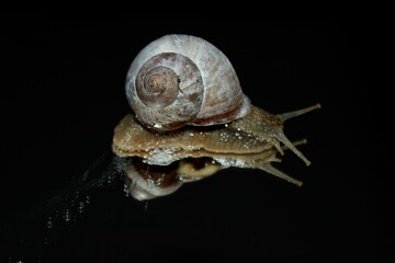 Snail on the mirror