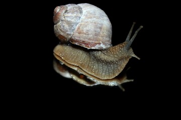 Snail on the mirror