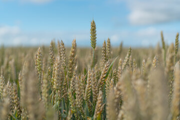 ears of wheat in field