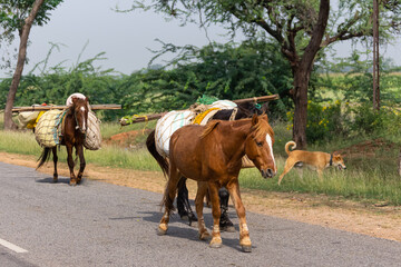 Halagere, Karnataka, India - November 6, 2013:  Transport ponies on asphalt road with trees on the side. One dog wanders nearby.