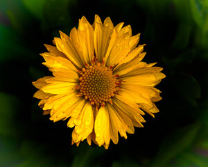 Obraz premium Yellow Flowers, Daisy and more