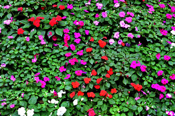 Closeup of Many Beautiful Colorful Flowers with nature background in the garden, Thailand.