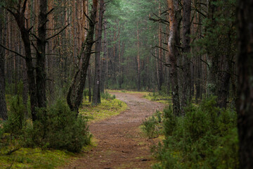 Fototapeta na wymiar fabulous road in a pine forest, winter day