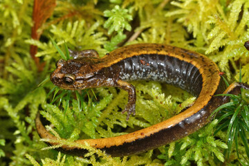 Close up of a yellow Plethodon vehiculum, Western redback salamander on green moss in Northern Oregon 