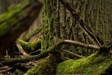 view through the branches at a tree trunk