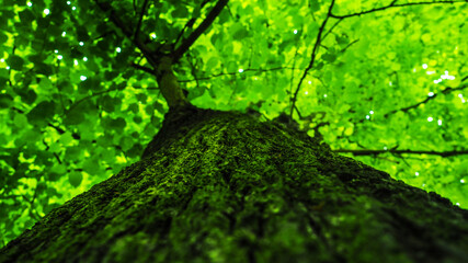 Perfect green tree texture background