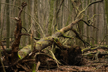 incredibly beautiful old fallen trees, winter day