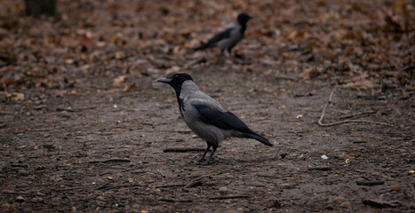 curious raven looks into the distance, winter day